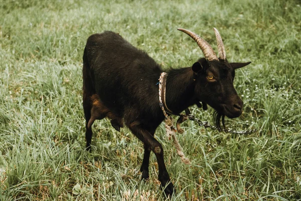 Close-up van zwarte geit op het groene grasveld — Stockfoto