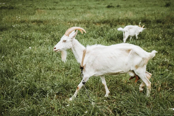 Kambing putih merangkak di padang rumput pada hari berawan — Stok Foto