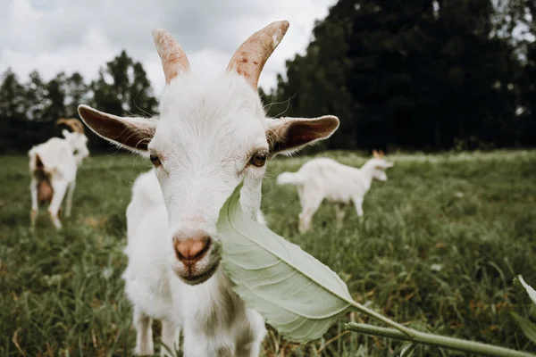 Hautnah weiße Ziege auf dem grünen Gras — Stockfoto