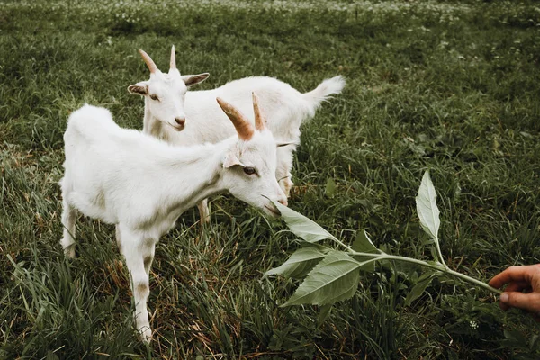 Witte kleine geit kauwt groen gras in het veld uit handen, wandelen huisdieren op de ranch, veeteelt op de boerderij, landbouw,, gezonde geit concept — Stockfoto