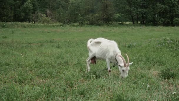 白いヤギは曇りの日に牧草地を這う4k — ストック動画