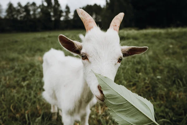 Sluit witte geit op het groene gras — Stockfoto