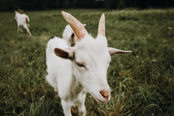 Sluit witte geit op het groene gras — Stockfoto