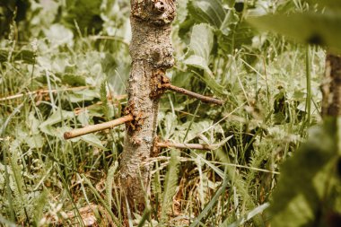 Elma ağaçları, armutlar ve armutlar.. 