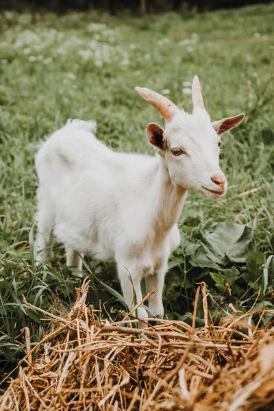 Close up portrait of white goat on green grass and haystack — Stock Photo, Image