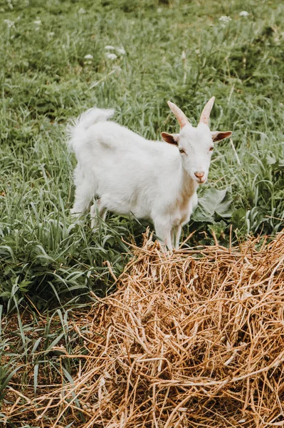 Menutup potret kambing putih di rumput hijau dan tumpukan jerami — Stok Foto