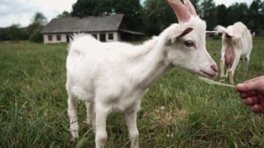 Yeşil çayırlarda otlayan küçük keçilere yakın durun. Yavaş Hareket
