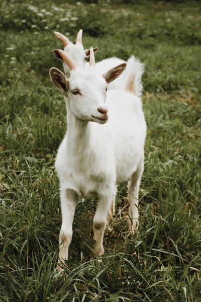 Close up portrait of white goat on green grass — Stok Foto
