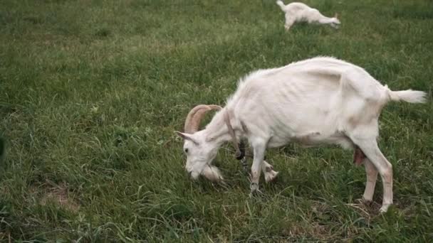 Zbliżenie kóz jedzących trawę na zielonej łące. Zwolniony ruch — Wideo stockowe