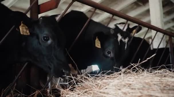 Сельское хозяйство, сельское хозяйство и животноводство - стадо коров, жующих сено — стоковое видео