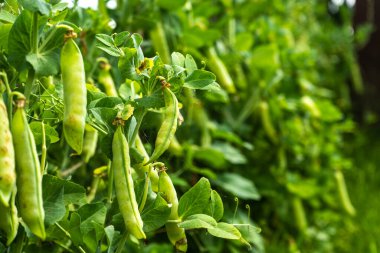 Serada yetişen taze bezelyeler - taze sağlıklı organik gıda, tarım sektörü konsepti.