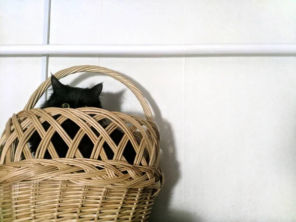 Cat Basket — Stock Photo, Image