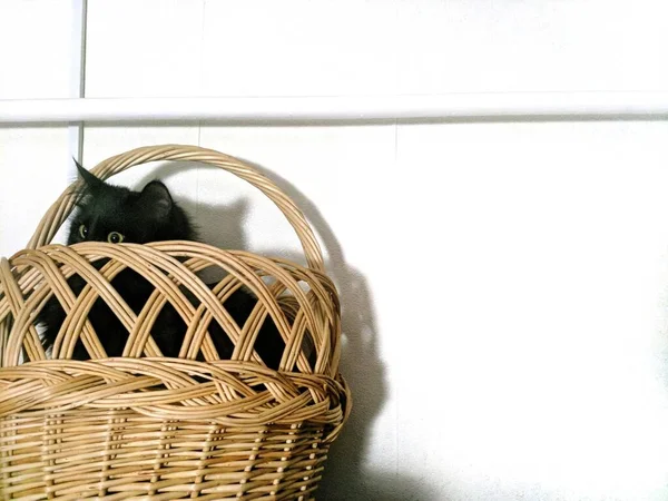 Cat Basket — Stock Photo, Image