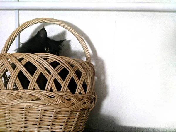 Cat Basket — Stock Photo, Image