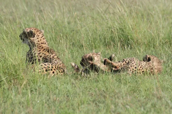 Ομάδες Cheetas Masai Mara — Φωτογραφία Αρχείου