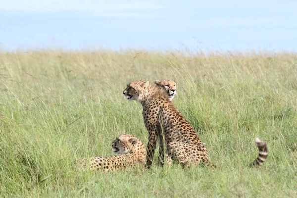 Groupes Cheetas Masai Mara — Photo