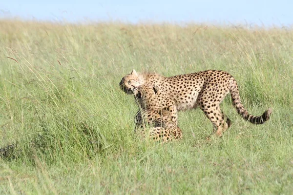 Ομάδες Cheetas Masai Mara — Φωτογραφία Αρχείου