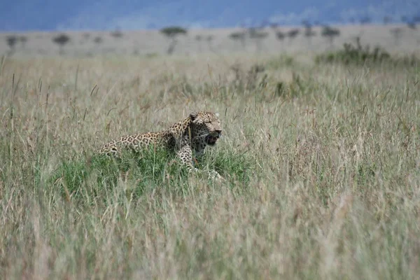 Lampart Trawie Masai Mara — Zdjęcie stockowe