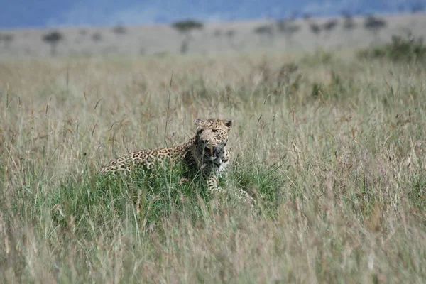 Leopard Στο Γρασίδι Masai Mara — Φωτογραφία Αρχείου