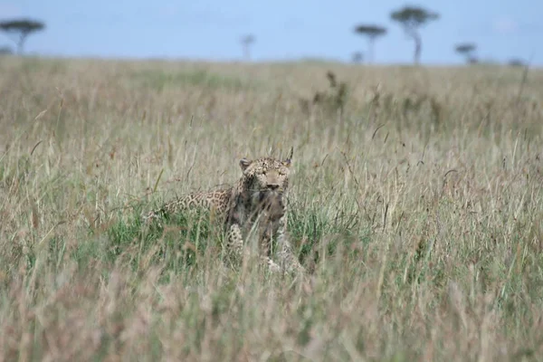 Lampart Trawie Masai Mara — Zdjęcie stockowe