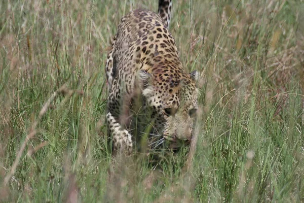 Léopard Dans Herbe Masai Mara — Photo