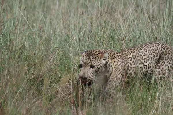 Lampart Trawie Masai Mara — Zdjęcie stockowe