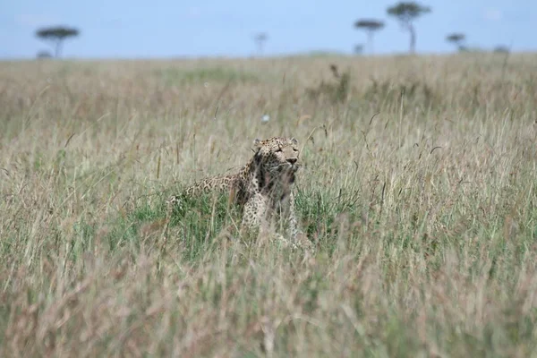 Leopárd Fűben Masai Marában — Stock Fotó