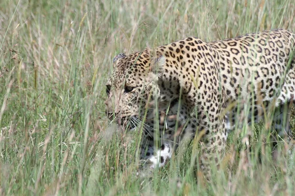 Léopard Dans Herbe Masai Mara — Photo