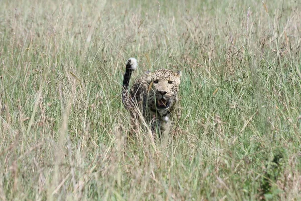 Leopárd Fűben Masai Marában — Stock Fotó
