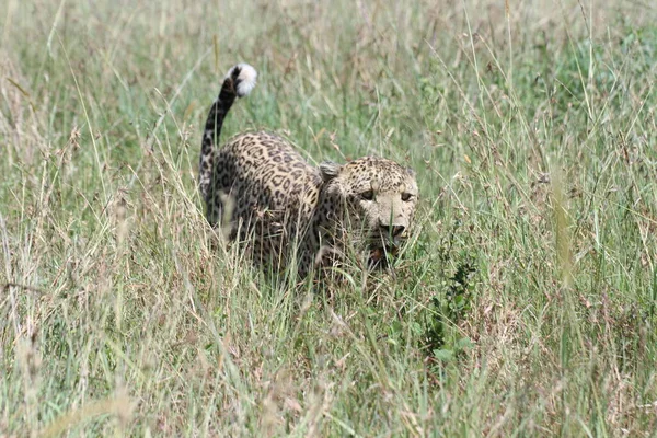 Lampart Trawie Masai Mara — Zdjęcie stockowe