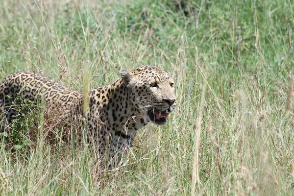 Leopardo Grama Masai Mara — Fotografia de Stock