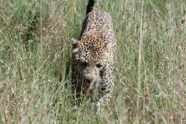 Leopardo Grama Masai Mara — Fotografia de Stock