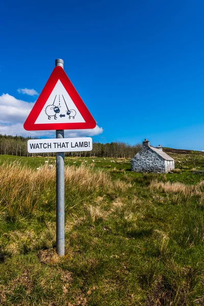 Watch that Lamb — Stock Photo, Image