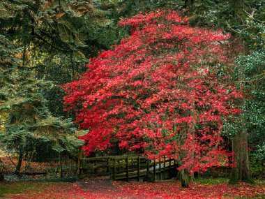 Aktörler, güzel yaprakları ve sonbahar renkleriyle gösteriş yapan yapraklı ağaçlardır. Genellikle Japon akçaağacı olarak bilinir.