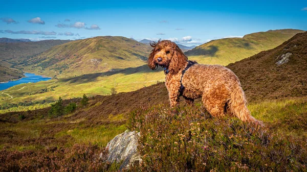 Red Cockapoo Standing Cairn Hills Loch Finglas Trossachs National Park Stock Picture