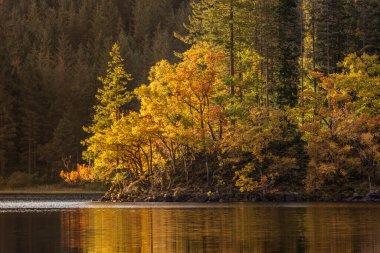 Sonbahar renklerinde gün ışığı ağaçları Trossachs Ulusal Parkı 'ndaki Loch Ard' ın sakin suyuna yansıyor.