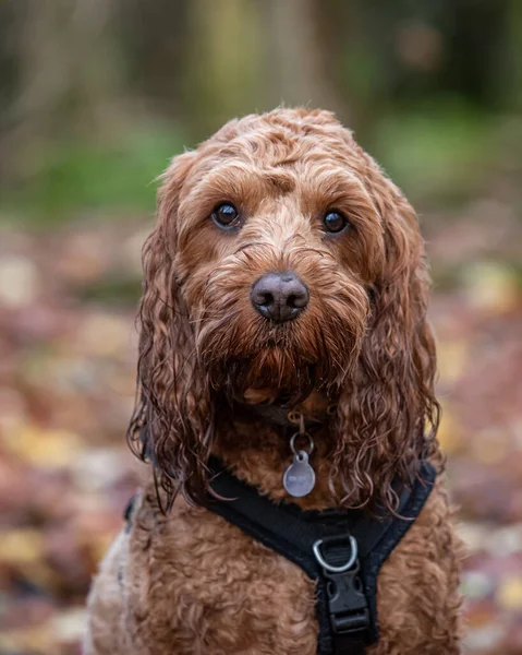 Young Cockapoo Dog Sitting Attentively Its Owner Autumnal Forest Floor — Stock Photo, Image