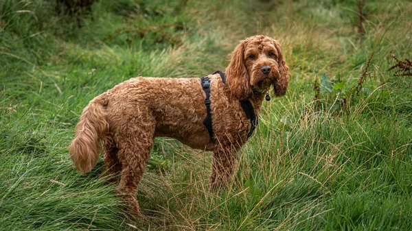Red Cockapoo Standing Attentively Field Campsie Fells Hills Waiting His — Stock Photo, Image