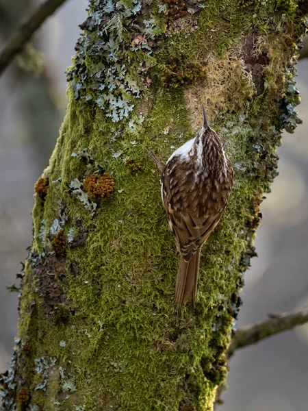 Treecreeper Comune Certhia Familiaris Appollaiato Tronco Albero Fotografia Stock