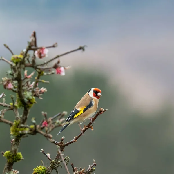 Chardonneret Doré Carduelis Carduelis Perché Sur Les Branches Arbre Fleurs — Photo