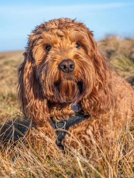 Cockapoo Hond Liggend Gras Genietend Van Avondzon — Stockfoto