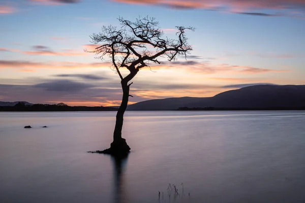 Olhando Sobre Loch Lomond Árvore Solitária Milarrochy Bay Pôr Sol — Fotografia de Stock