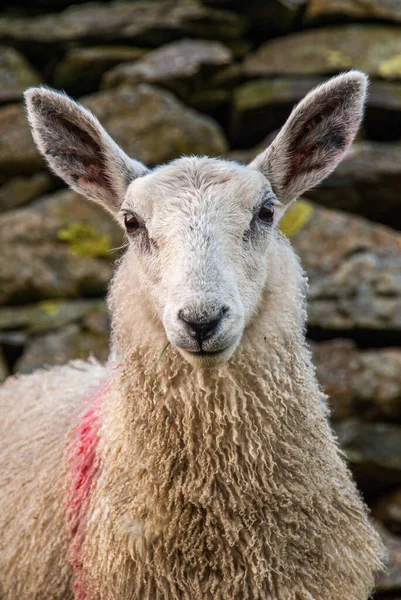 Portrait Sheep Standing Old Stone Wall English Lake District — Stock Photo, Image