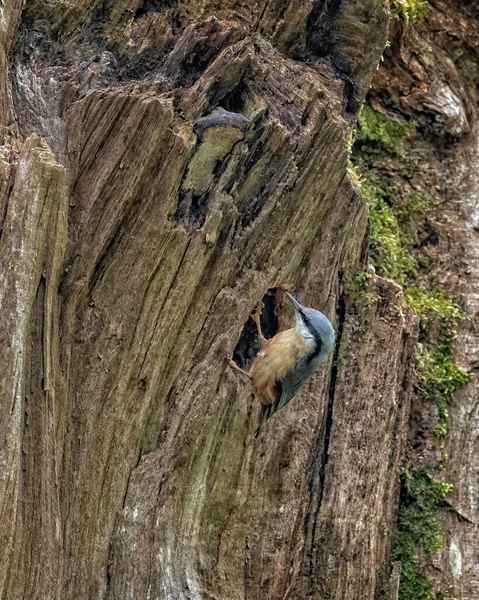 Nuthatch Sitta Europaea Ocupado Área Torno Seu Buraco Nidificação Uma — Fotografia de Stock