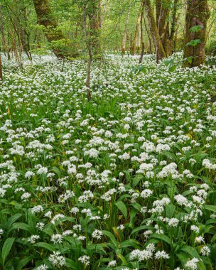 İskoçya 'da bahar ormanlarında sarımsak açan battaniye.