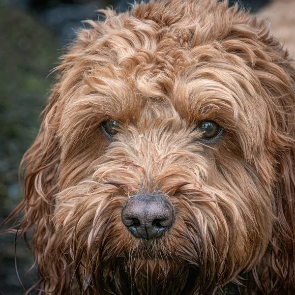 Kırmızı bir cockapoo köpeğinin fotoğrafı sabah yürüyüşü sırasında ödül için bekliyor.