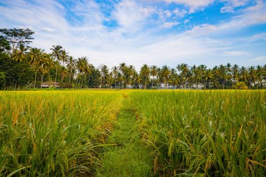 Bali manzarası. Pirinç tarlaları, palmiye ağaçları, beyaz bulutlu mavi gökyüzü. Manzaralı panoramik manzara. Yeşil pirinç tarlaları. Tarım kavramı. Yatay yerleşim planı. Bali, Endonezya