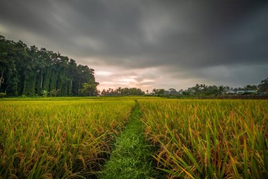 Bali manzarası. Pirinç tarlaları, palmiye ağaçları. Bulutlu gri gökyüzü. Manzaralı panoramik manzara. Yeşil pirinç tarlaları. Tarım kavramı. Yatay yerleşim planı. Bali, Endonezya