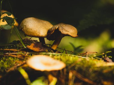 Ormandaki sonbahar güneşinin ışınlarında orman mantarları. Mantarlar yakın plan.