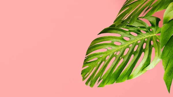 Renderizado Tropical Deja Monstera Sobre Fondo Rosa Vista Superior Verde — Foto de Stock